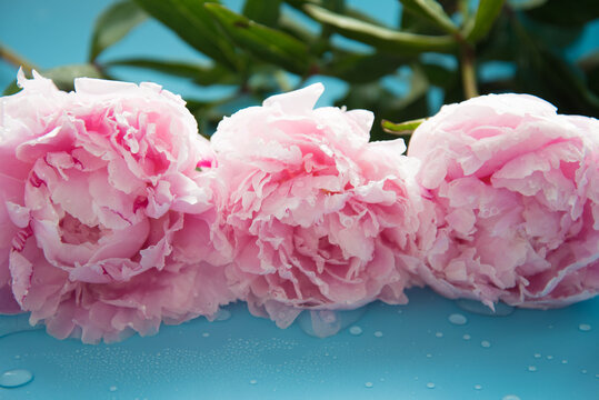 Delicate pink peony flower with raindrops close-up. Blue background.