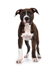 Young brindle with white American Staffordshire Terrier dog, standing facing front, looking at camera with dark eyes and floppy ears. Isolated on white background.