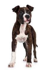 Young brindle with white American Staffordshire Terrier dog, standing facing front, looking side ways with dark eyes and floppy ears. Isolated on white background.