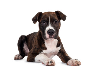 Young brindle with white American Staffordshire Terrier dog, layign down facing front, looking at camera with dark eyes and innocent face. Isolated on white background.