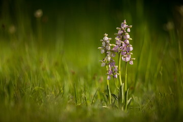 Orchis morio. Nature of the Czech Republic. Czech orchids. Free nature. Beautiful picture. Plant. Sunrise. Sunset.