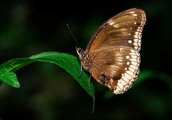 farfalla