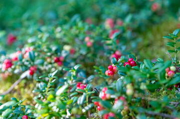 Obraz premium Wild red lingonberries, swedish forest, nature, cowberries, green leaves. Shallow depth of field, soft focus. Blurred background, with copy space, place for text.