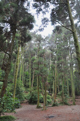 Full of bamboo in the forest