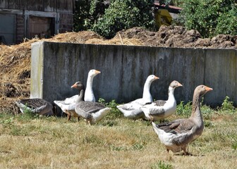 Gänse