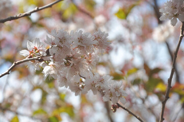 Beautiful plum blossom