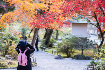 woman tourist taking photo colorful leaves by camera in Tenryuji temple at Arashiyama, young Asian traveler visit in Kyoto, Japan. Fall Autumn season, Vacation, holiday and Sightseeing concept