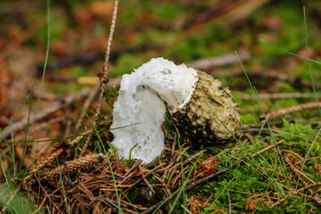 Nahaufnahme einer Morchel im Wald. Die Morcheln sind Schlauchpilze
