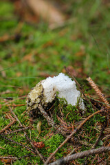 Nahaufnahme einer Morchel im Wald. Die Morcheln sind Schlauchpilze
