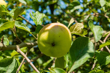 reife Äpfel an einem Ast