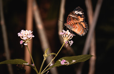 farfalla