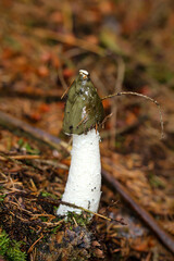 Nahaufnahme einer Morchel im Wald. Die Morcheln sind Schlauchpilze
