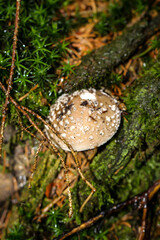 Nahaufnahme von einem Pilz der im Wald durch den Boden gestoßen ist.

