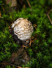 Nahaufnahme von einem Pilz der im Wald durch den Boden gesto&szlig;en ist.
