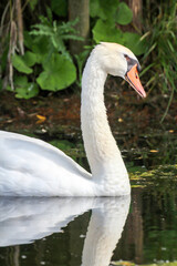 Ein Portrait eines schönen weißen Höckerschwan im Wasser.