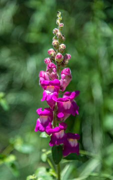 Spain, Catalonia, Pyrenees, Vall de Nuria, village of Queralbs, snapdragon