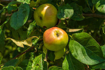 reife Äpfel an einem Ast