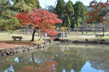 Fototapeta premium Maple leaf by the lake