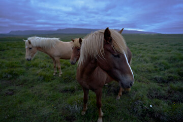 Obraz na płótnie Canvas group of Icelandic wild horses with nice big manes at night in the north west of the island of iceland