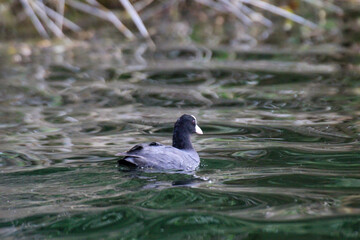 Aufnahme eines Blässhuhn im Teich. Blässhühner gehören zu den Teichrallen.
