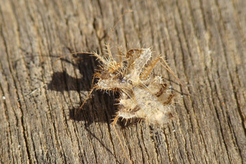 Bug (Phyllophya laciniata)