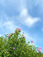 青空と芙蓉の花