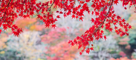 red maple leaves in the garden with copy space for text, natural colorful background for Autumn...