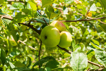 reife Äpfel an einem Ast