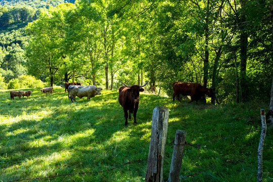 France, Midi-Pyrenees, Aveyron, Conques, cows