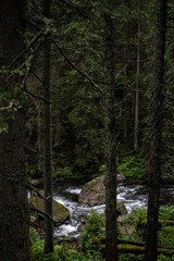Fototapeta premium river in the forest