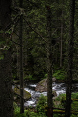 river in the forest