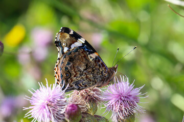 Portrait, eine nahaufnahme eines Admiral, Schmetterling auf einer Pflanze.
