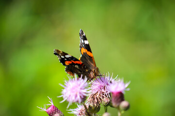 Portrait, eine nahaufnahme eines Admiral, Schmetterling auf einer Pflanze.
