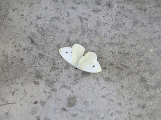 dead white cabbage butterfly with two black spots laying on it's back