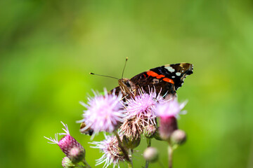 Portrait, eine nahaufnahme eines Admiral, Schmetterling auf einer Pflanze.
