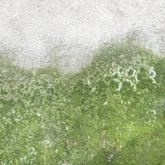 Mold and moss on wall