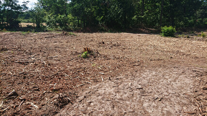 Teren po wycince lasu. © WalDec