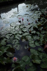 Light Pink Flower of Water Lily in Full Bloom
