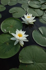 White Flower of Water Lily in Full Bloom
