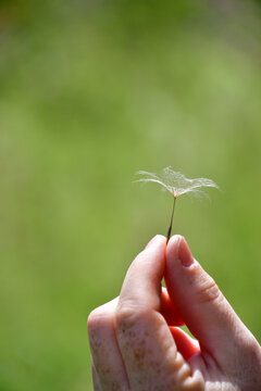 Women Freckled Arm Hold A Dandelion Stem Seeds In Left Hand In Summer With Blurred Green Background 