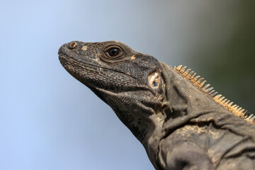 Iguana