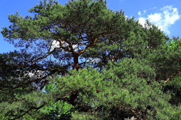Przepiękne, stare i ogromne drzewo , sosna, rosnąca na leśnej polanie w okolicach Gorzowa Wielkopolskiego - obrazy, fototapety, plakaty