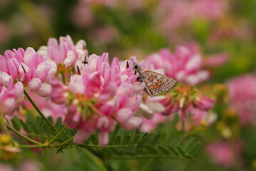 Yellow Banded Bouncy butterfly / Pyrgus sidae on flower