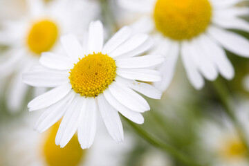 daisy flower closeup