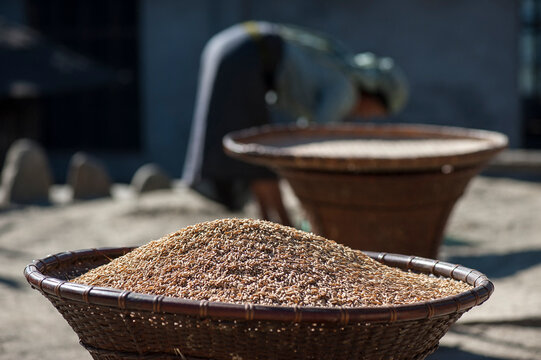 Vannage du riz et panier Khopi  - Nagaland - Inde