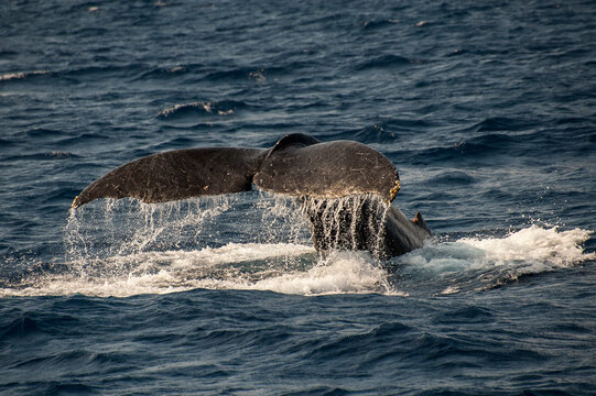 Caudal fin splashing at the occasion of whale watch tour, Okinawa, Japan