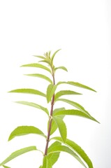 Lemon verbena on a white background