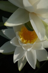 White Flower Center of Water Lily in Full Bloom
