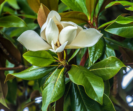 France, white magnolia flower magniolia grandiflora on the tree