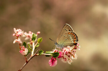 Obraz premium Little Spotted Love butterfly / Satyrium leder on plant